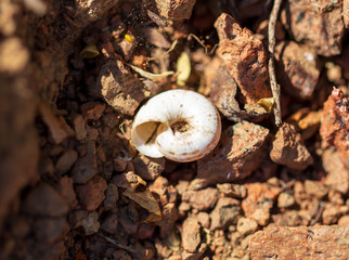 Wall Mural - Snail shell lies on the ground. Macro