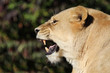 Afrikanischer Löwe / African Lion / Panthera Leo...