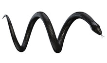 Black Snake Isolated On White Background. 3D Illustration
