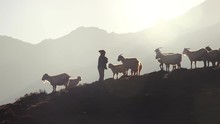 Child Silhouette, Climbing Steep Rocky Slope In Nepal Mountains With Herd Of Sheep Or Horned Goats Standing, Grazing. Hazy Mountain Range In Background View.