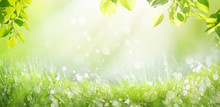 Spring Summer Background With A Frame Of Grass And Leaves On Nature. Juicy Lush Green Grass On Meadow With Drops Of Water Dew Sparkle In Morning Light Outdoors Close-up, Copy Space, Wide Format.