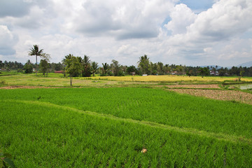 Wall Mural - rice field,  Sumatra, Indonesia