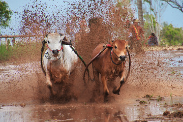 Wall Mural - bull racing, Sumatra, Indonesia