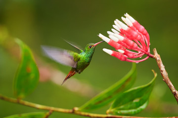 Rufous-tailed hummingbird, Amazilia tzacatl hovering over cluster of red and white flowers of tropical plant Psammisia sp.. Green hummingbird feeding on nectar, Bellavista Cloud Forest, Ecuador