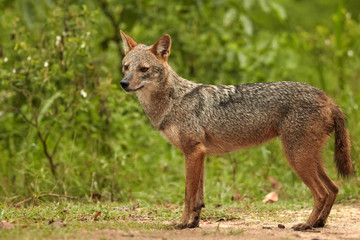 Close-up wildlife photo of Canis aureus indicus, Indian jackal,  predator from canis family, standing on sandy road against green forest background. Side view. Traveling Sri Lanka, Yala national park.