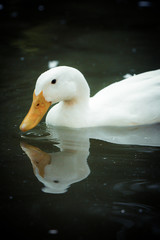 white duck in the water swimming in the river