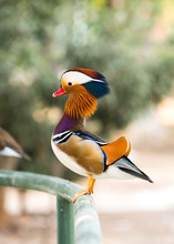 Mandarin Duck On The Brown Ground In Spring, Birds And Animals In Wildlife.