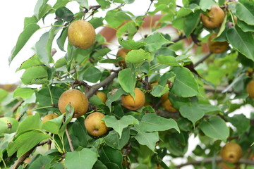 Pear tree is full of fruit