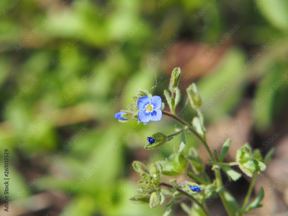 Wall speedwell (Veronica arvensis) – tiny blue wildflower with hairy ...