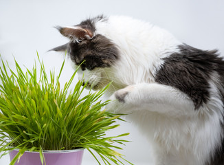 Main Coon cat eating the grass , white background, close up portrait of domestic cat 