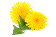 Dandelion flowers with leaf, isolated.