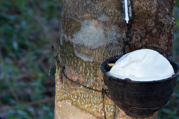 Latex extracted from rubber tree (Hevea Brasiliensis) as a source of natural rubber, Natural rubber from tree in cup.