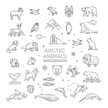 Line Arctic Wildlife Concept With Different North Animals . Vector