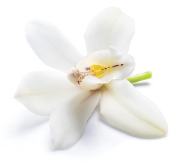 Vanilla orchid vanilla flower isolated on white background.