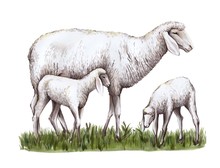 A Sheep And Two Lambs Stand On The Grass