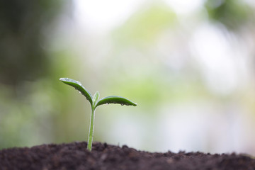 Young green sappling plant with dew growing