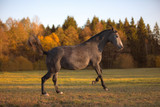 Fototapeta Konie - portrait of galloping young grey mare in the field