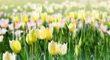 Fototapeta Tulipany - tulips flower, spring nature landscape. floral background for congratulations on March 8, women's day, mother's day. Colorful tulips blooming in sunlight on spring blurred background. soft focus