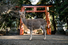 Deer In Nara Standing Infront Of Torri Gate