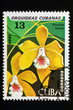 CUBA - CIRCA 1980: Stamp printed in Cuba shows Encyclia fucata, Orchids serie, circa 1980