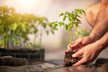 Wall Mural - Tomato growing in greenhouse