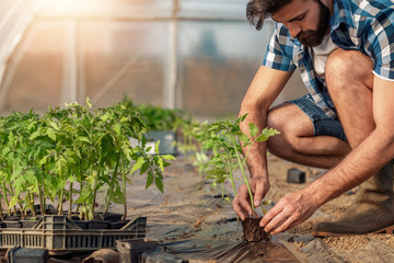 Wall Mural - Farmer planting tomatoes seedling in organic garden