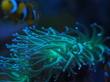 Fototapeta Sypialnia - Euphyllia glabrescens Koralle Meerwasser