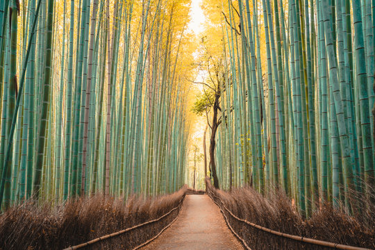 Japanese bamboo forest