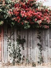 Beautiful Flowers And Rustic Wall