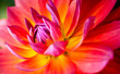 © ALAN SHAPIRO/Stocksy - dahlia macro