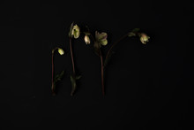 Simple Arrangement Of Green And White Raununculus Flowers On A Black Backdrop
