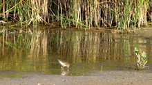 Water Bird Sandpiper. Nature Background. 