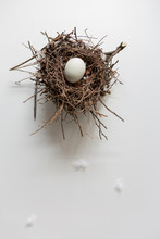 An Egg In A Nest