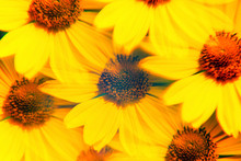 Bright Yellow Daisies Photographed Through A Prism Filter