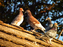 Brown Pigeons Group On The Roof Of Rural House, Pigeon Breeding