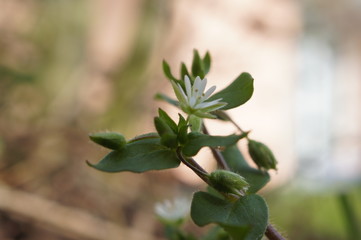 leaf, plant, nature, green, spring, flower, branch, tree, leaves, isolated, white, blossom, garden, closeup, flowers, flora, fresh, bud, herb, growth, rose, beauty, 