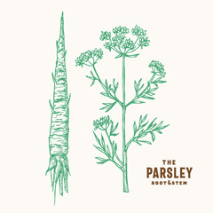 Wall Mural - parsley root and stem vector sign, symbol or illustration. hand drawn green parsley root and branch 