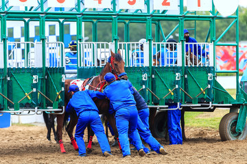 Wall Mural - horses driven to the stables for the race