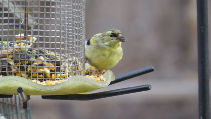 Wall Mural - Goldfinch