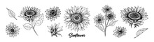 Sunflower Hand Drawn Vector Collection. Floral Ink Pen Sketch. Black And White Clipart. Realistic Wildflower Freehand Drawing. Isolated Monochrome Floral Design Element. Sketched Helianthus Outline
