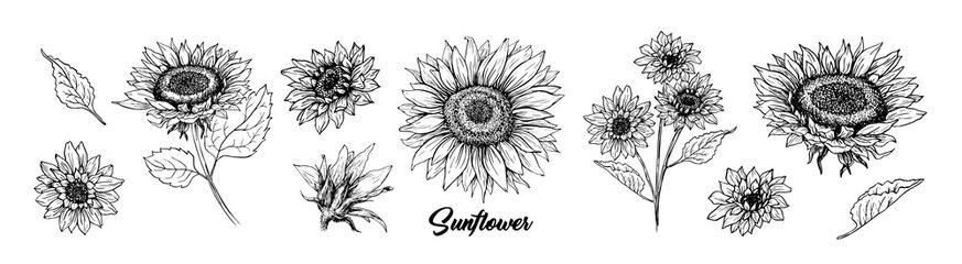 sunflower hand drawn vector collection. floral ink pen sketch. black and white clipart. realistic wi