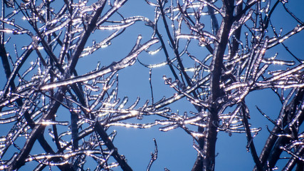 Frosted tree branches reflecting the bright sunlight during a very cold morning of winter 2018-2019.