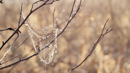 Dew drops on the green, fresh blades of grass.