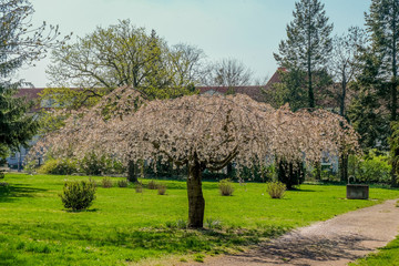 Sticker - blooming trees in spring in the park