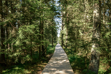  Black Forest Pathway