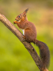 Canvas Print - Red squirrel eating on branch