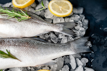 chilled raw sea bass and dorado fish with lemon and rosemary on ice, on a stone background