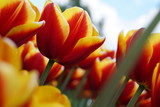 Fototapeta Kwiaty - Wiosenne kwiaty