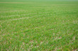 © Fedoruk - The field of young wheat. Background green grass.