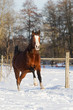 Pferd Stute im Schnee